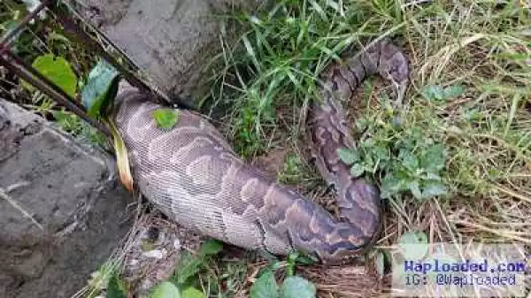 OMG! See the humongous snake Bayelsa politician encountered at his new house
